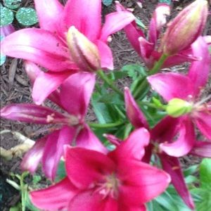 Meet your Posher, Esmeralda